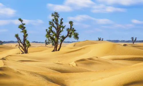 Dubai Desert Conservation Reserve