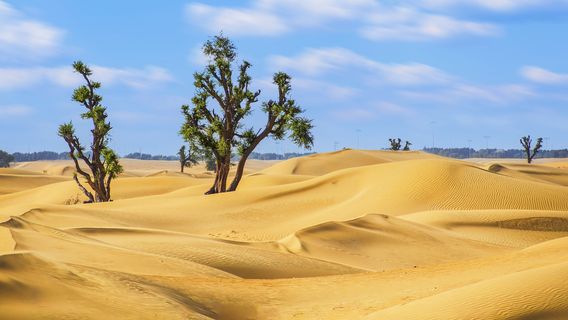 Dubai Desert Conservation Reserve