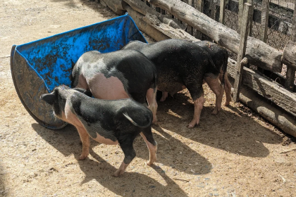 Buffalo Ice Cream & Cafe