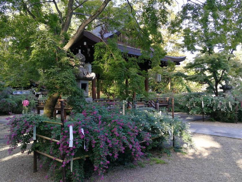 Nashinoki Shrine Hagi Festival | Kyoto