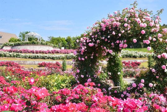 Kanoya Rose Festival 2026 Spring | Kanoya
