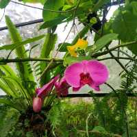 Beautiful Pine Forest & Orchid Garden