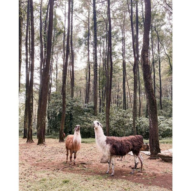 Largest Safari Park in Asia