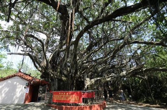 Banyan Tree