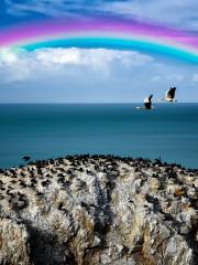 Bird Island of Qinghai Lake