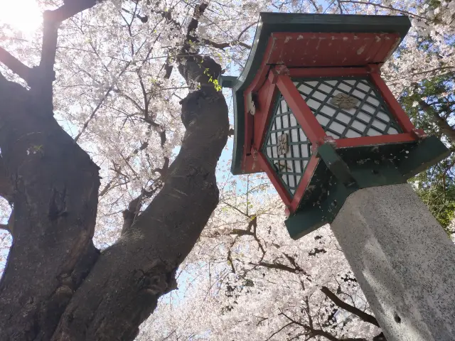 悠久山公園 | 新潟縣十大賞櫻勝地之一