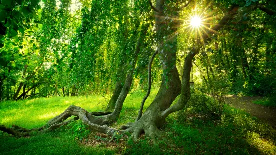 Jasmund National Park