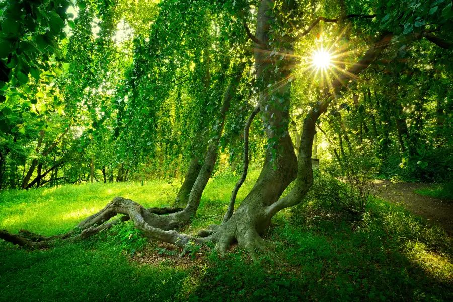 Jasmund National Park