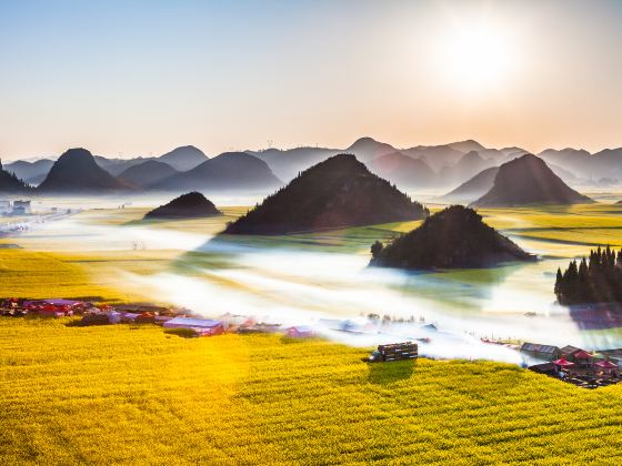 Luoping Canola Flower Ocean