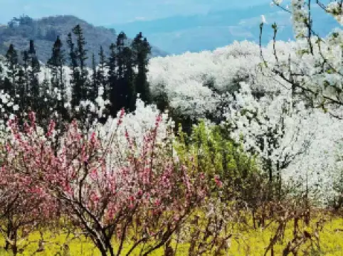 ทุ่งดอกกระเทียมป่าอาซีหลี่ซี