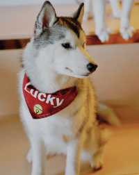 Shanghai’s Husky Experience Center