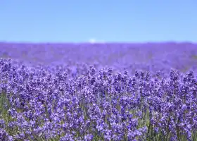 Flower Valley of Jingmen Holy Land