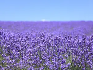 Flower Valley of Jingmen Holy Land