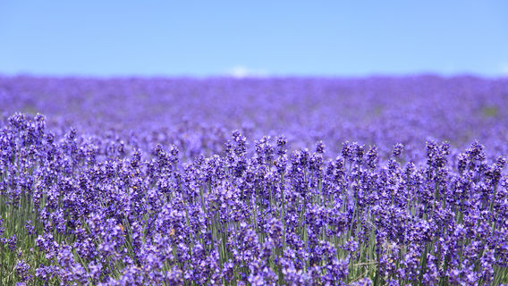 Flower Valley of Jingmen Holy Land