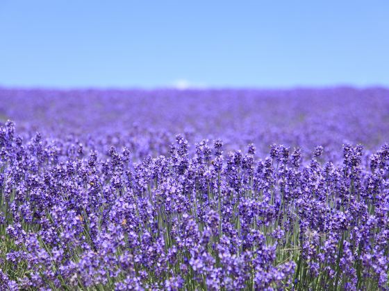 Flower Valley of Jingmen Holy Land