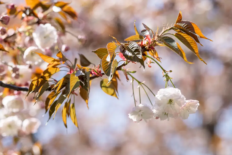 春採公園