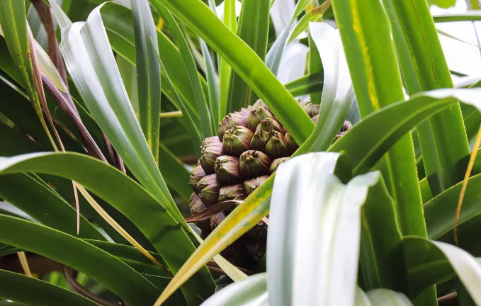 Отзывы об отеле Ocean Waves Resort Cam Ranh