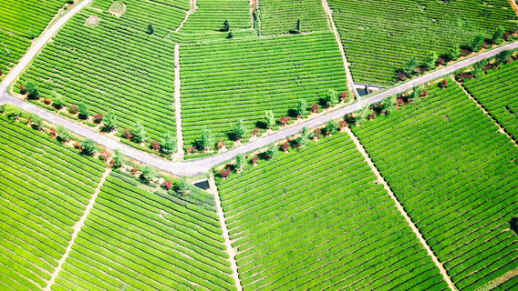 Jinjing Tea Plantation