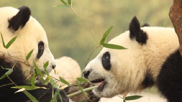 秦嶺四寶科學公園+秦嶺野生動物園一日遊【親子周邊遛娃首選】