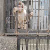 FREE Entrance @ Shanghai Zoo this Summer