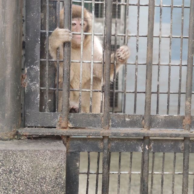 FREE Entrance @ Shanghai Zoo this Summer