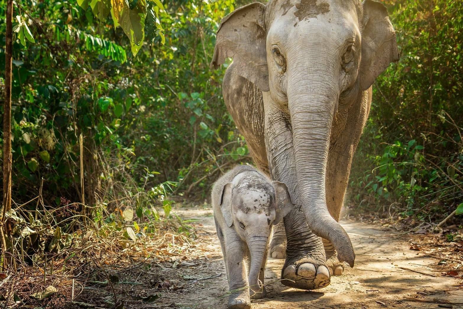 Elephant Jungle Sanctuary Samui [No elephant riding]|Elephant bathing/mud bath