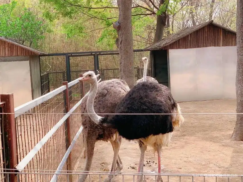 4_Qingdao Zoo