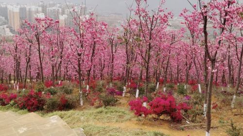 The Dongshan National Forest Park of Fujian