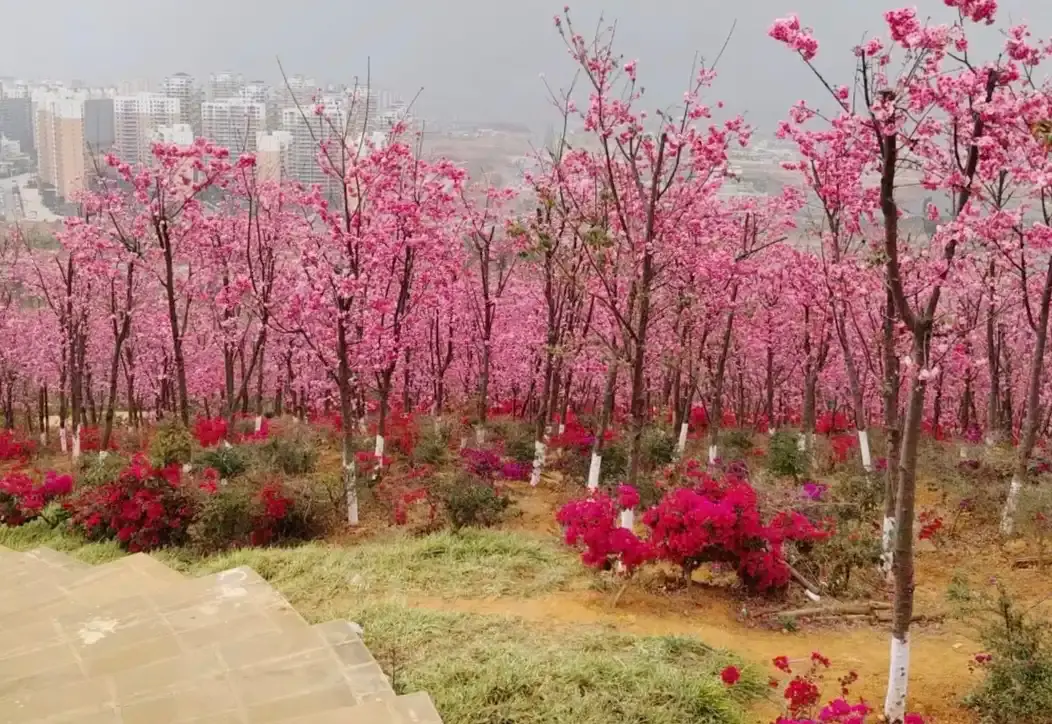 Hotels near The Dongshan National Forest Park of Fujian