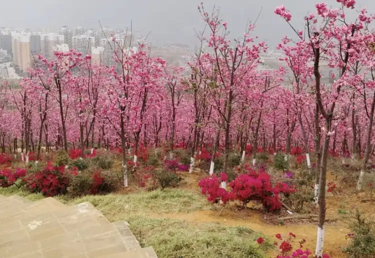 Hotels near The Dongshan National Forest Park of Fujian