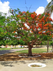 Josepha Coelho City Park