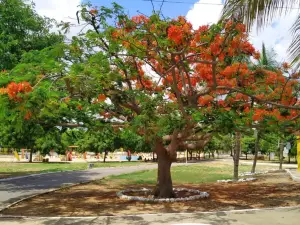 Josepha Coelho City Park