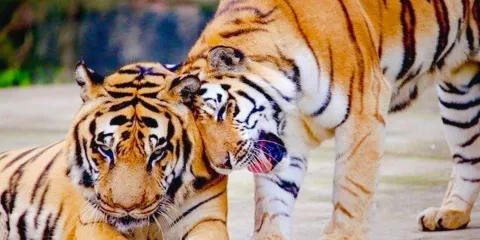 三峽森林野生動物世界門票成人票