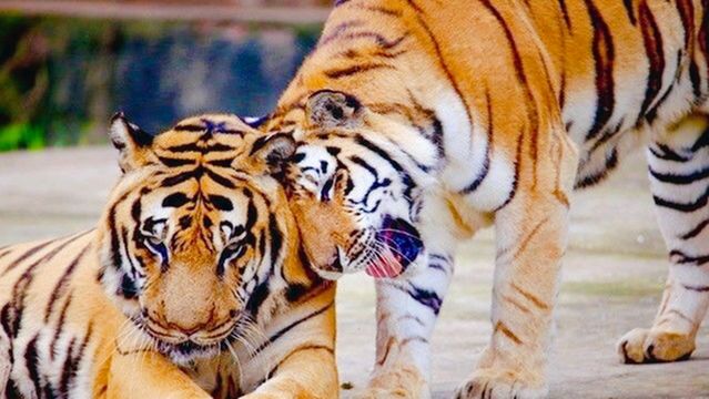 Three Gorges Forest Wild Animal World