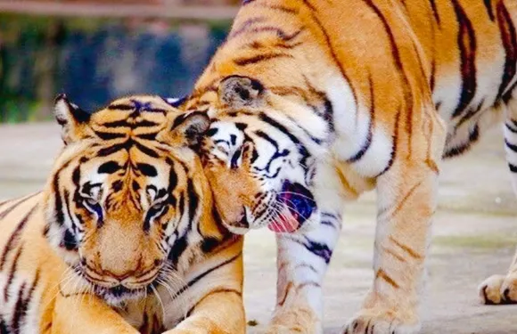 三峽森林野生動物世界門票優待（學生/長者）