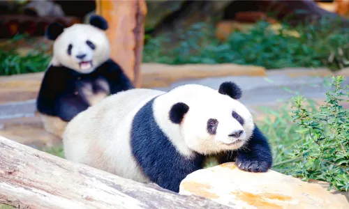 淹城野生動物世界