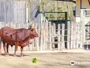 ZOO Planckendael