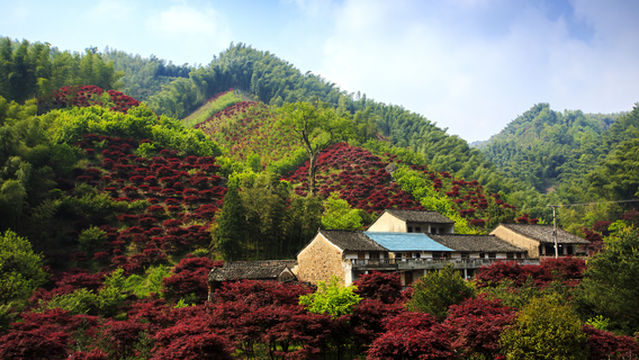 Maple Leaf Viewing in Ningbo