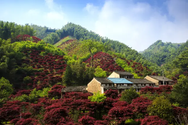 Maple Leaf Viewing in Ningbo