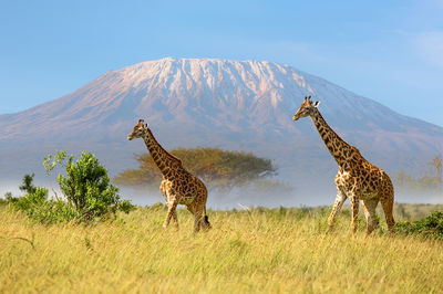Mount Kilimanjaro National Park