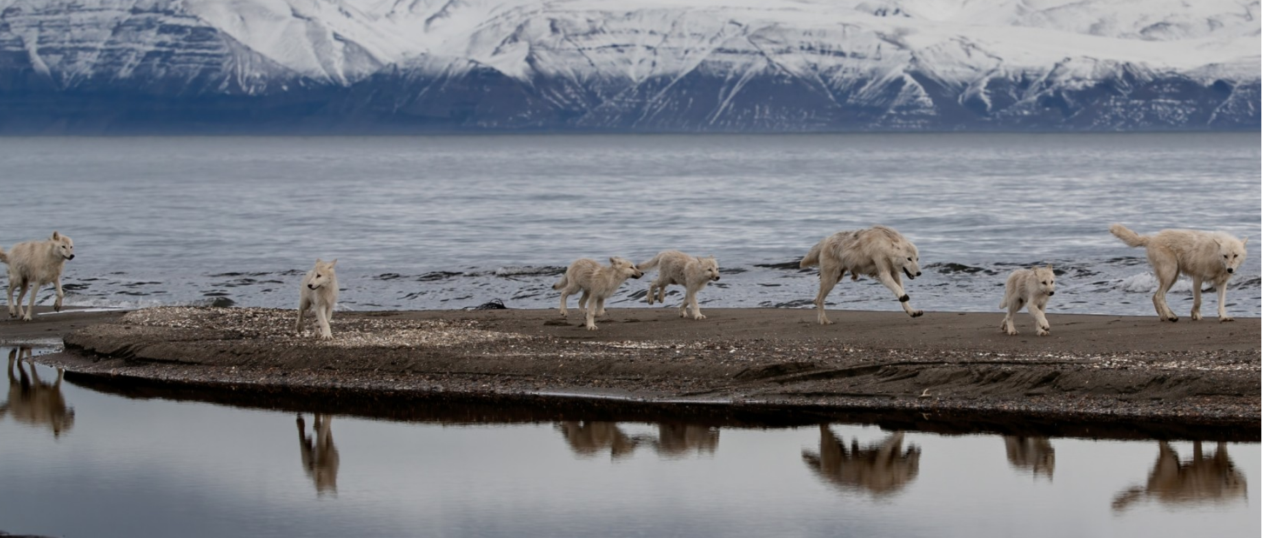 Wolves: Photography by Ronan Donovan | Natural History Museum of Los Angeles County