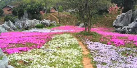 千島湖石林景區