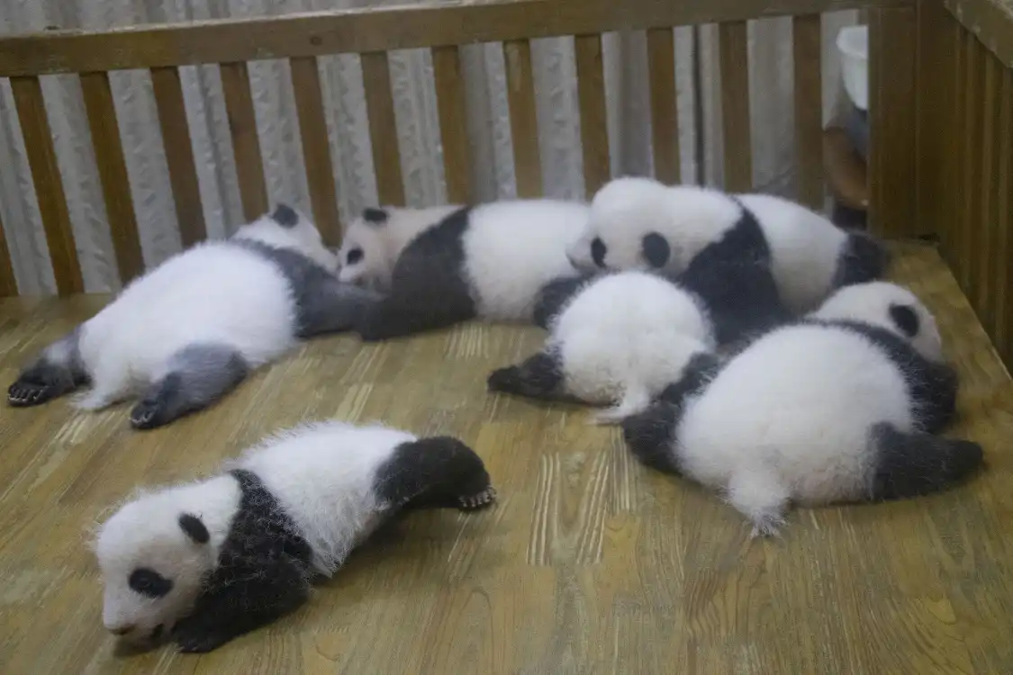 ジャイアントパンダ月亮産房周辺のホテル