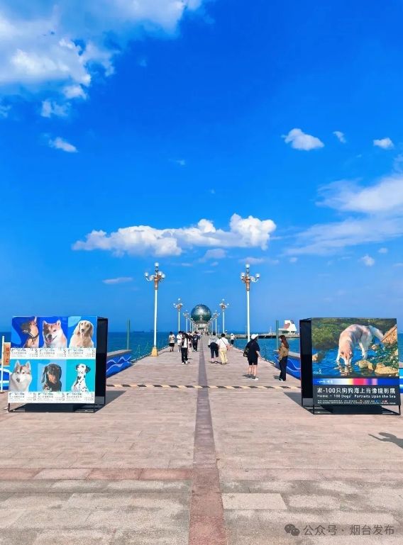 《家》100隻狗狗海上肖像攝影展 | 黃海遊樂城