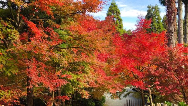 วัดโนมิยามะ คันนอนจิ