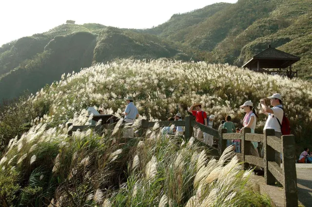 東北角草嶺古道 芒草
