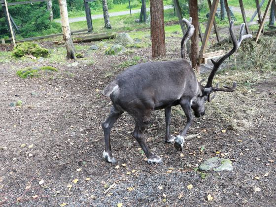 Aoluguya reindeer village