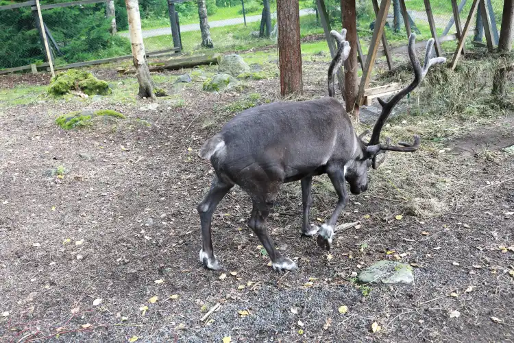 Hotels near Aoluguya Reindeer Village