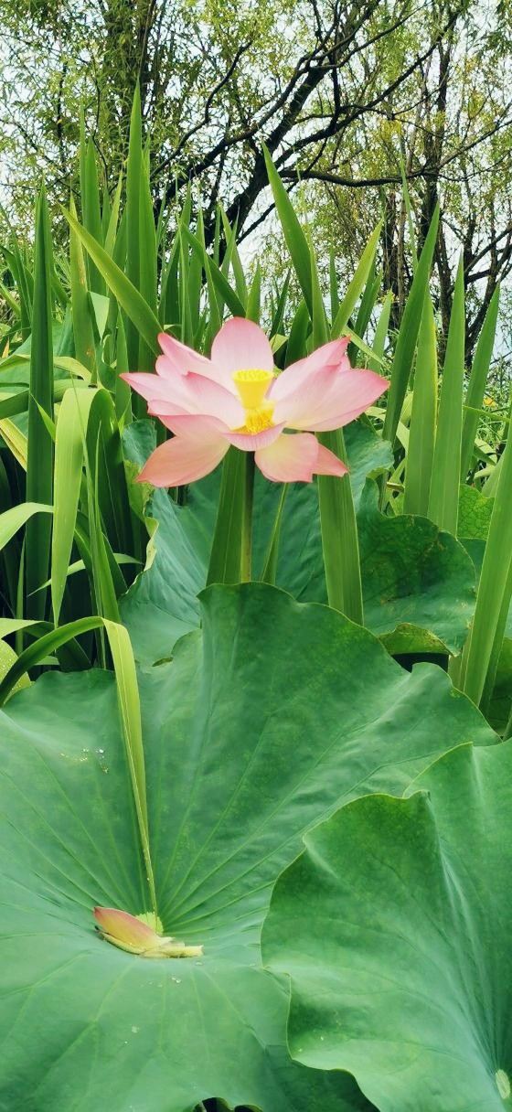 Qionghai National Wetland Park