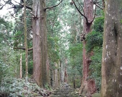 日本柏树、雪松、古樟树、丝绸树和其他混交林是这条路长久的陪伴